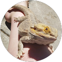 bearded dragon G. profile picture